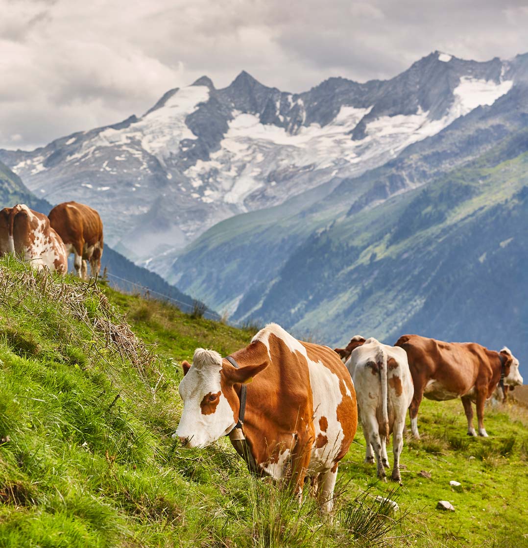 Kühe am Stubnerkogel